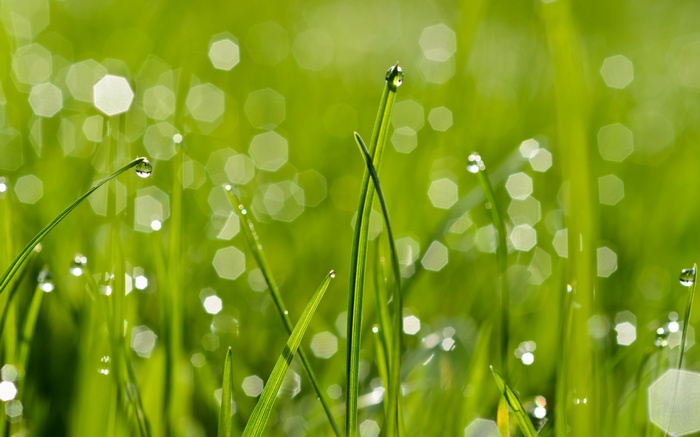 Macro shot of grass with dew drops and bokeh
