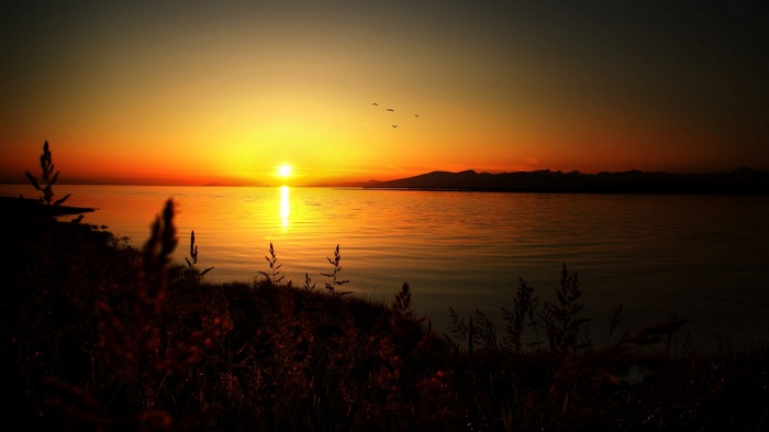 Sunset over a calm body of water with silhouetted plants