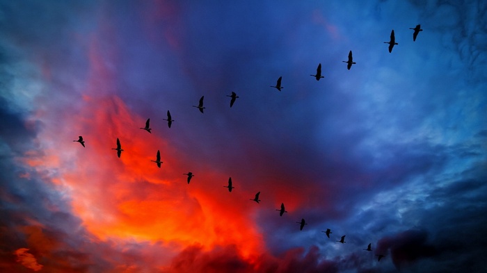 Birds flying in a V formation at sunset