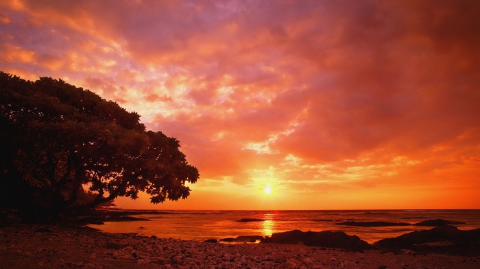 Sunset over the ocean with a tree on the shore