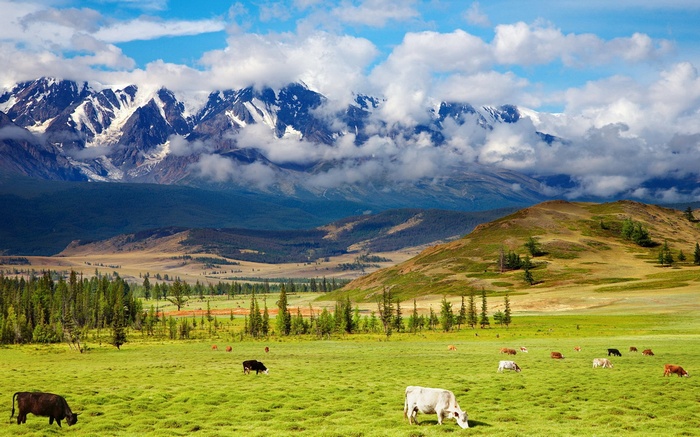 Cows grazing in a green meadow with snowy mountains in the background