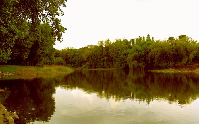 Trees reflected in a calm lake
