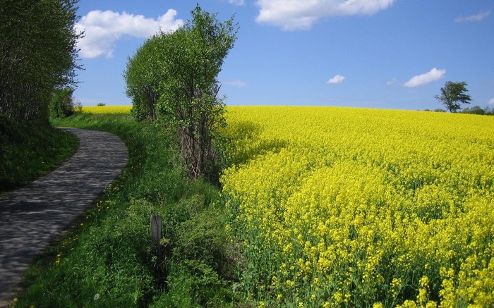 A winding path through a field of yellow flowers