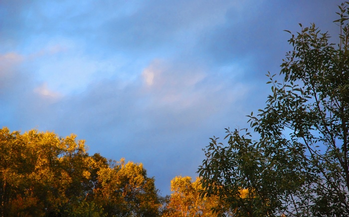 Trees against a cloudy blue sky