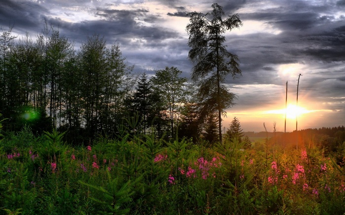 Sunset over a forest with pink flowers