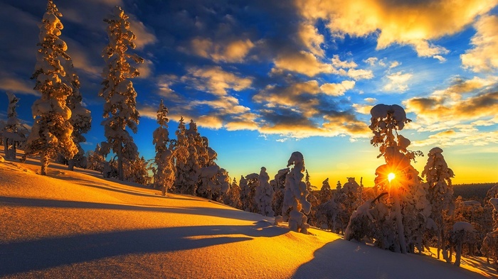 Snowy trees at sunset with golden light