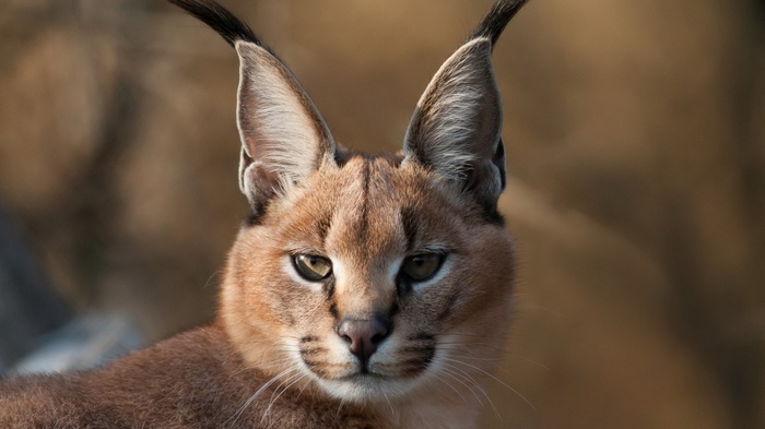 Close-up of a Caracal's Face