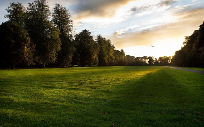 Park with trees and sunset