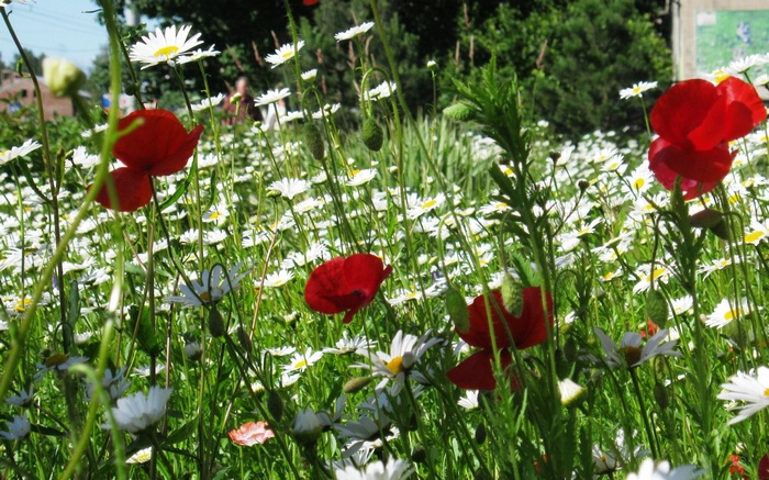 Field of daisies and poppies