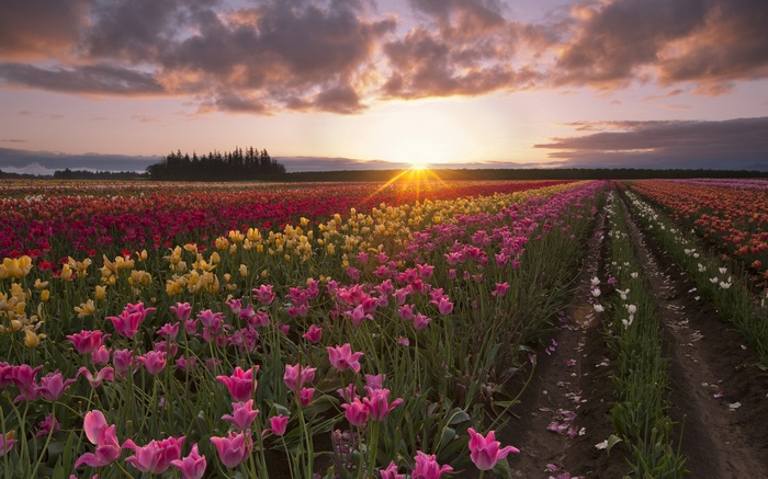 Field of tulips at sunset