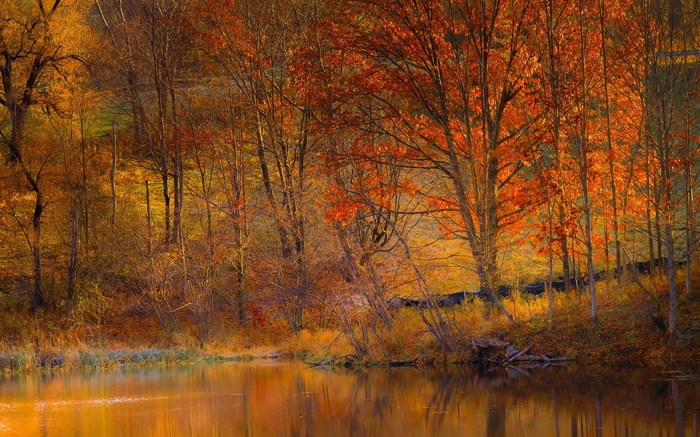 Autumn forest with a lake