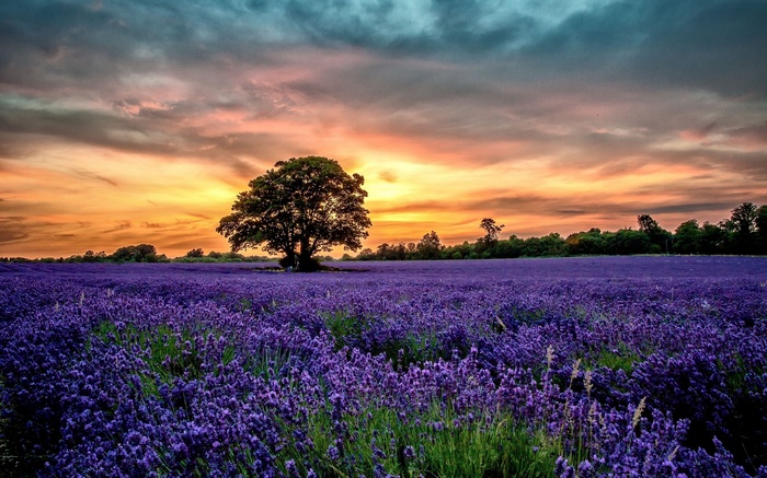 Lavender field at sunset with a lone tree