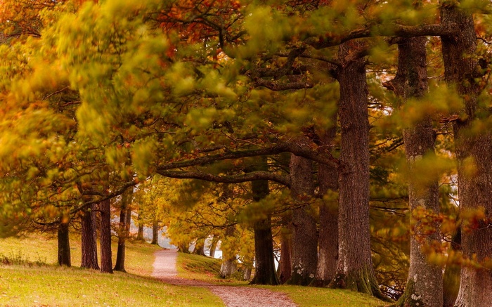 Autumn path through a forest with colorful trees