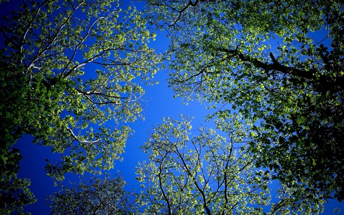 Looking up through trees at a bright blue sky