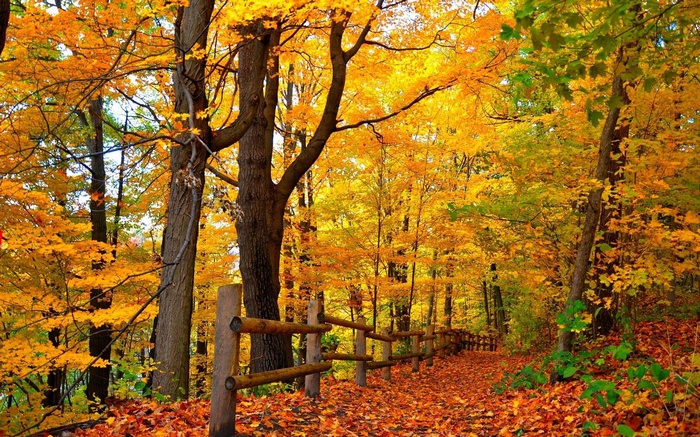 Autumn forest path with wooden fence and fallen leaves