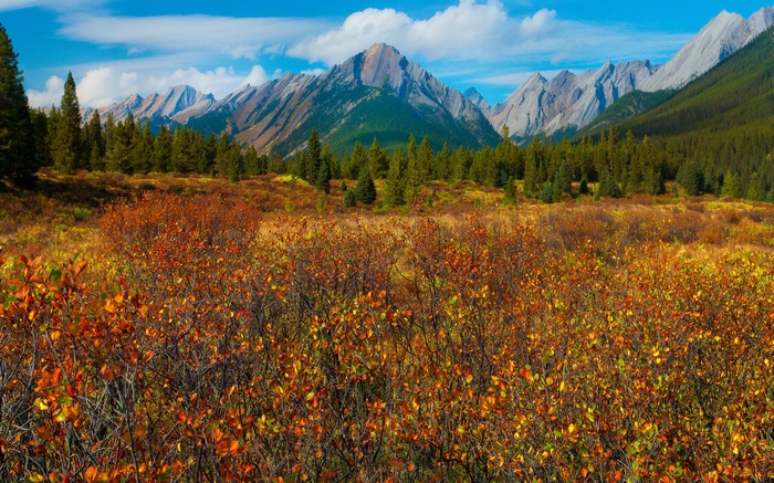 Autumn mountain landscape with colorful foliage and pine trees