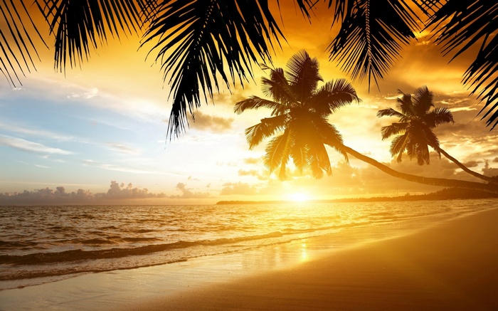 Palm trees on a beach at sunset