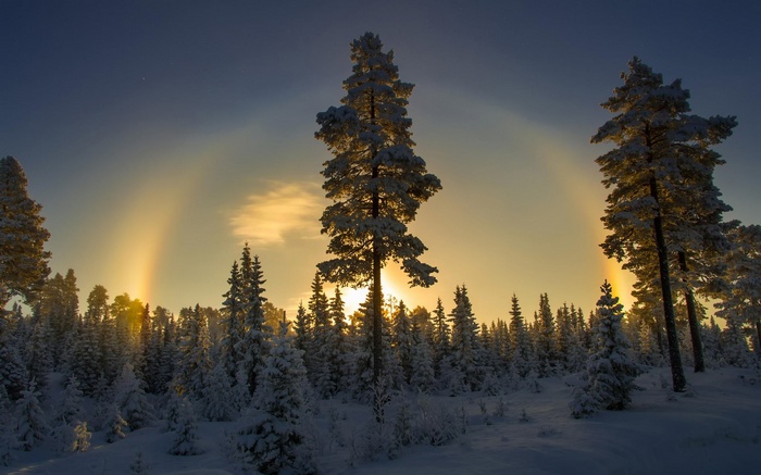 Winter forest with sun halo and snow-covered trees