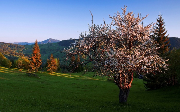 Blooming tree in a green mountain landscape at sunset