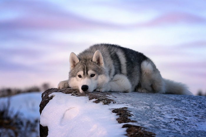 Wolf resting on snowy cliff at dusk