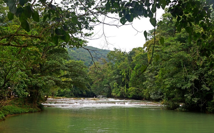 River flowing through a lush green forest with waterfalls