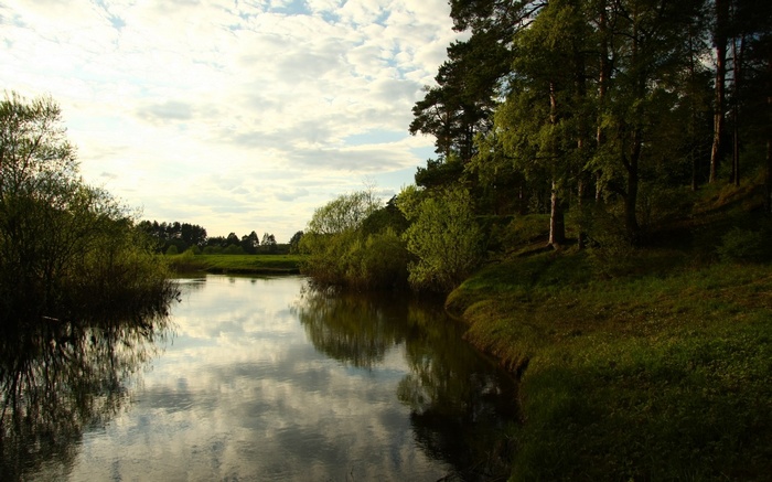 River flowing through a forest with reflections