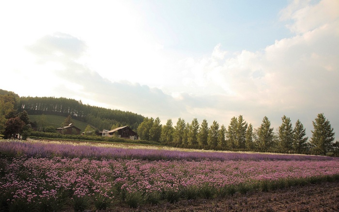 Flower field with farmhouses and trees