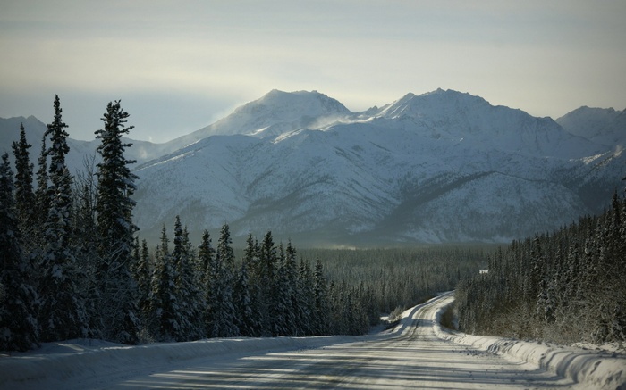 Snowy Mountain Road Lined with Pine Trees