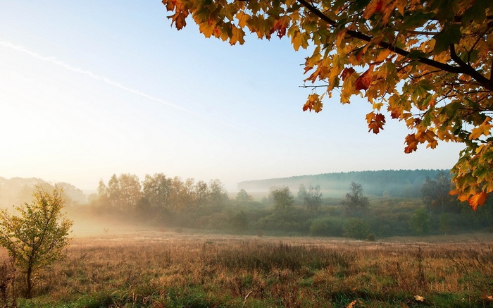 Autumn landscape with fog and colorful leaves