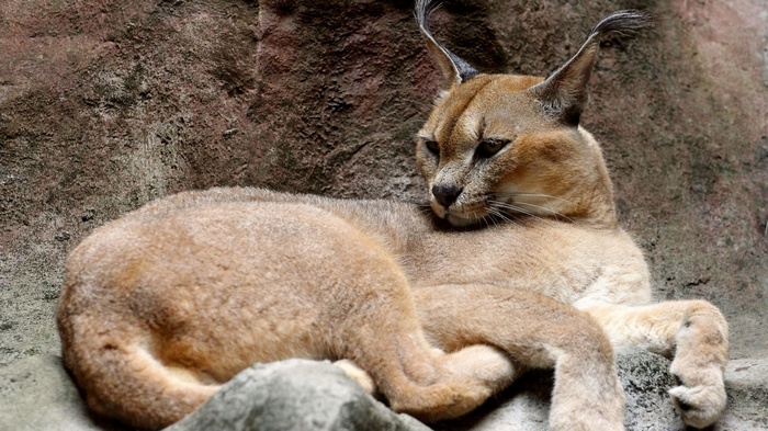 Caracal lying on rocks
