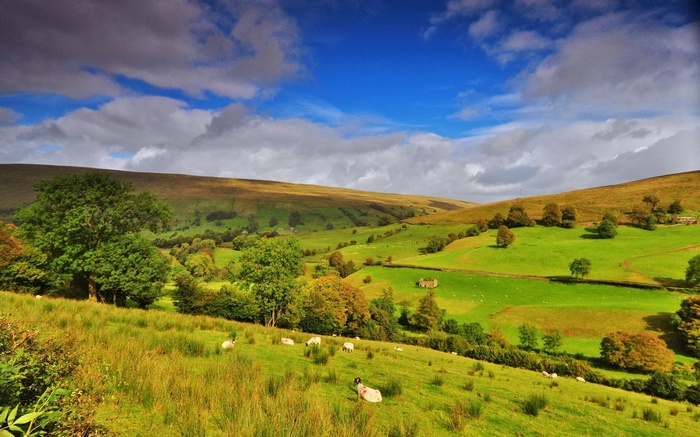 Sheep grazing in a green valley under a cloudy sky