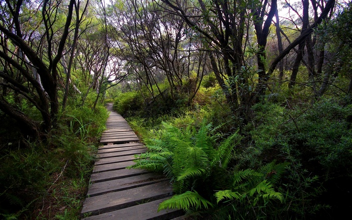 Wooden boardwalk through a dense forest with ferns