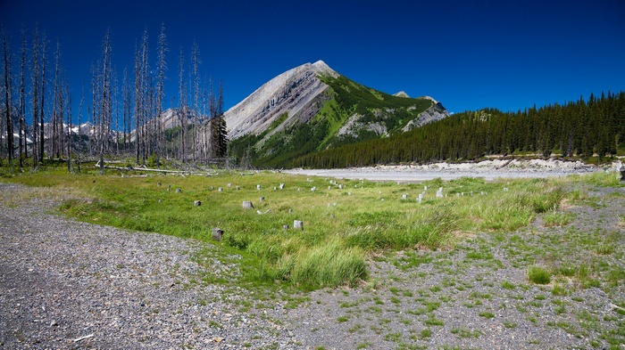 Dead trees and mountain landscape