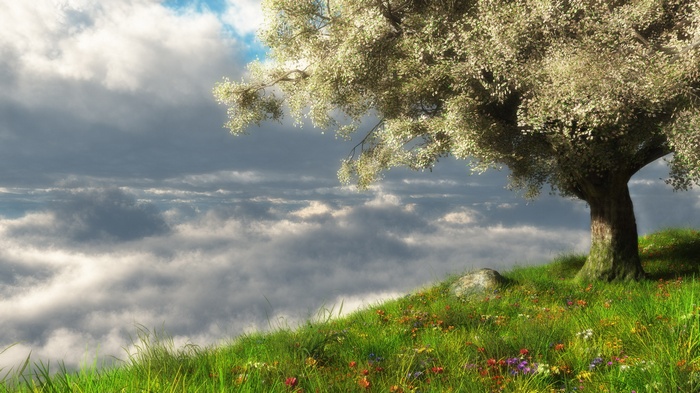 Tree on a grassy hill above clouds