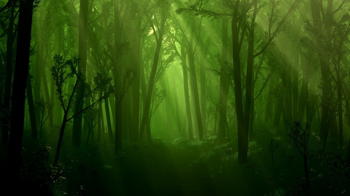 Sunlight filtering through a dense green forest