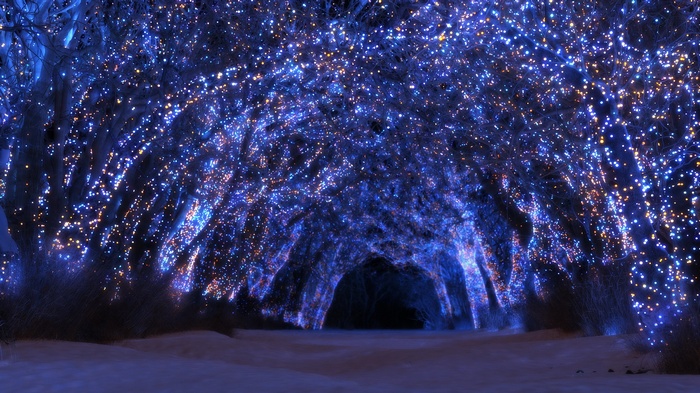 Tunnel of trees covered in blue and gold lights
