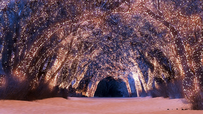 Snowy path through trees decorated with fairy lights