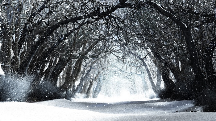 Snowy forest path with bare trees and falling snow