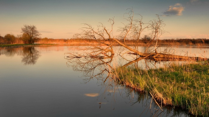 Fallen tree reflected in calm water at sunset