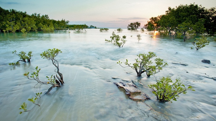 Mangrove trees in shallow water at sunset