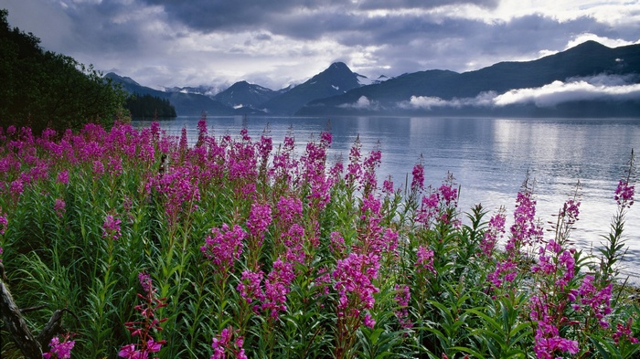 Purple flowers by a lake with mountains