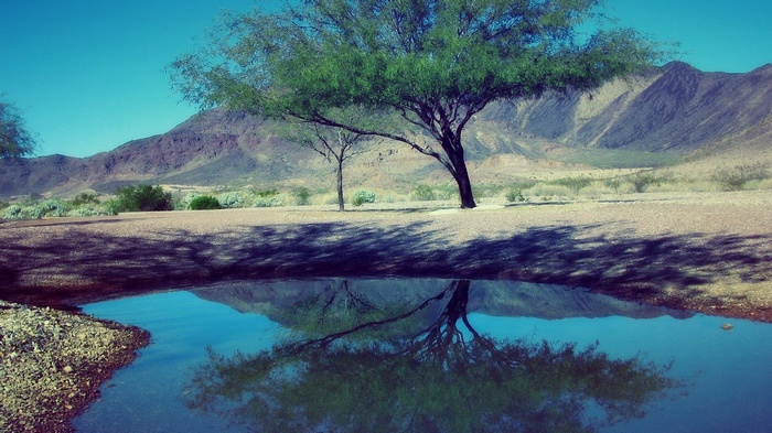 Desert landscape with a tree and reflection in water