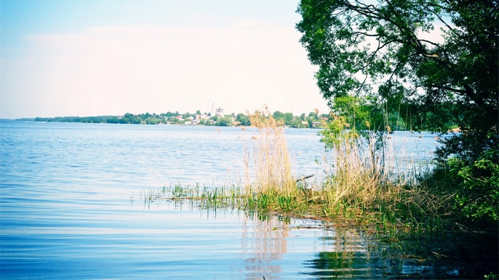 Lake with reeds and trees on the shore