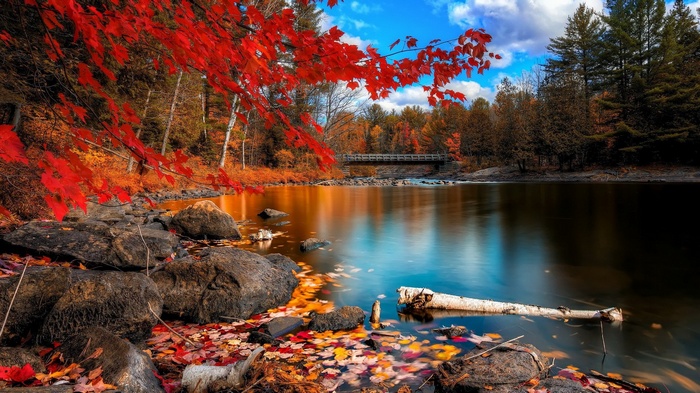 Autumn river with red leaves and bridge