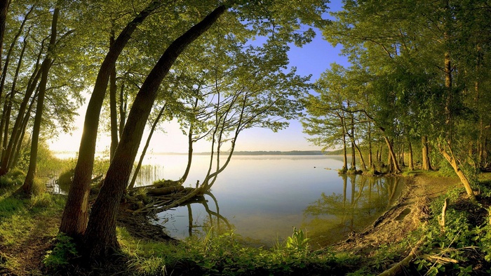 Trees lining a calm lake at sunrise