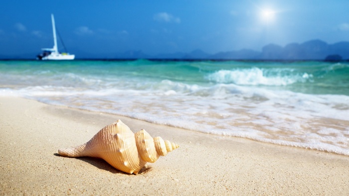 Seashell on a sandy beach with a sailboat in the ocean