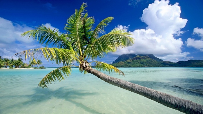 Palm tree over turquoise water and tropical island