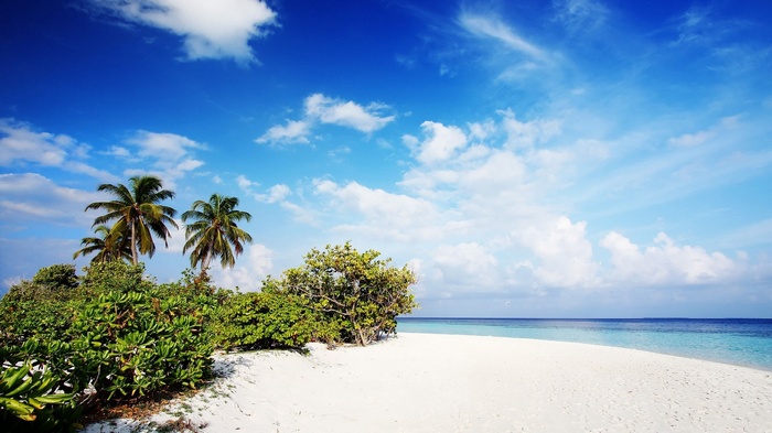 Tropical beach with palm trees and blue sky