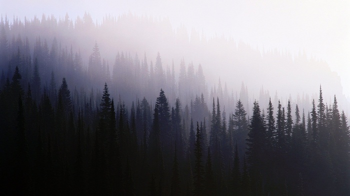 Misty forest with tall evergreen trees