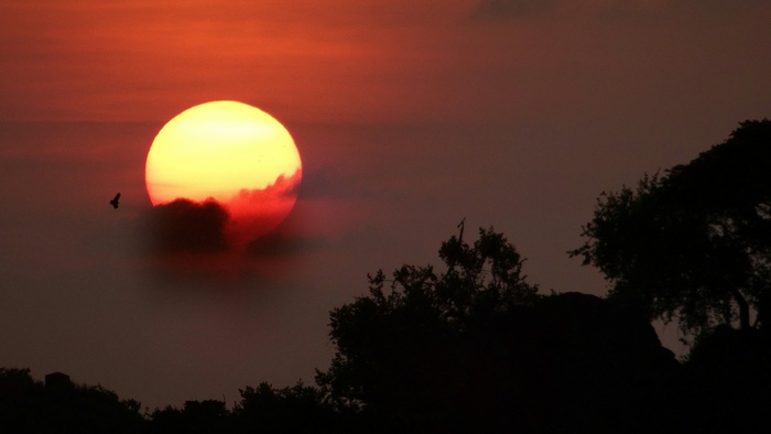 Sunset over trees with a bird in India